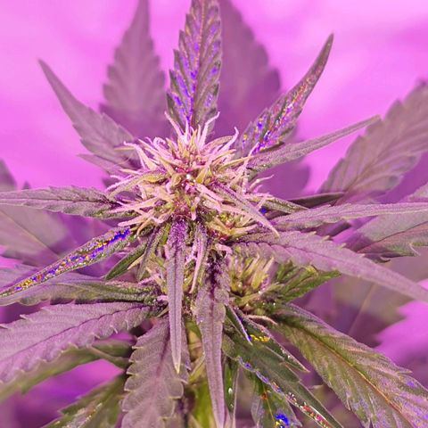 Critical Red growlog timeline photo