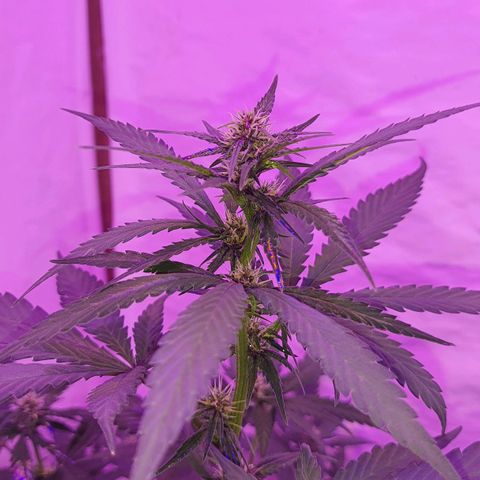 Critical Red growlog timeline photo