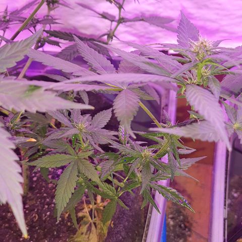 Critical Red growlog timeline photo