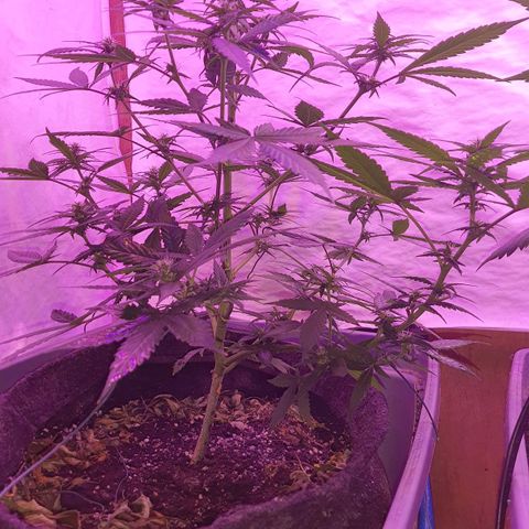 Critical Red growlog timeline photo