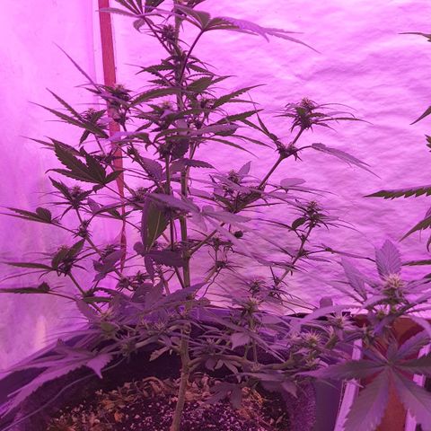 Critical Red growlog timeline photo