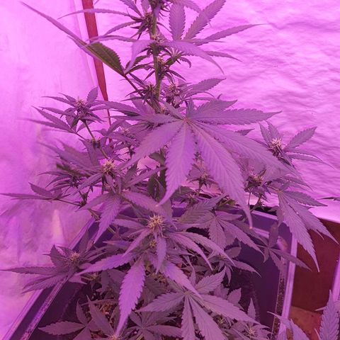Critical Red growlog timeline photo
