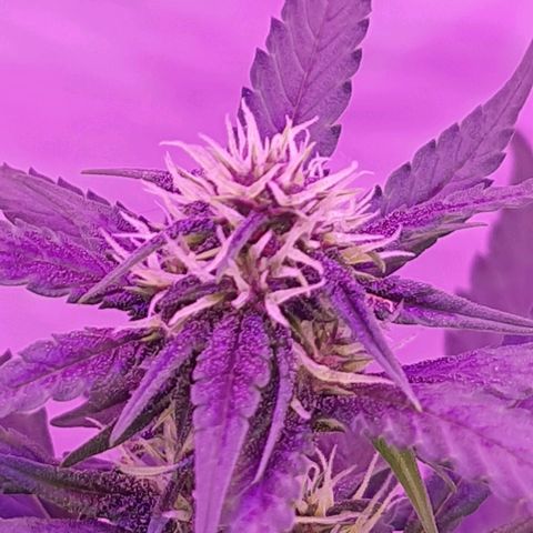 Critical Red growlog timeline photo