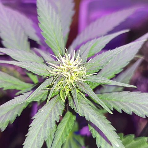 Critical Red growlog timeline photo