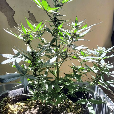 Critical Red growlog timeline photo