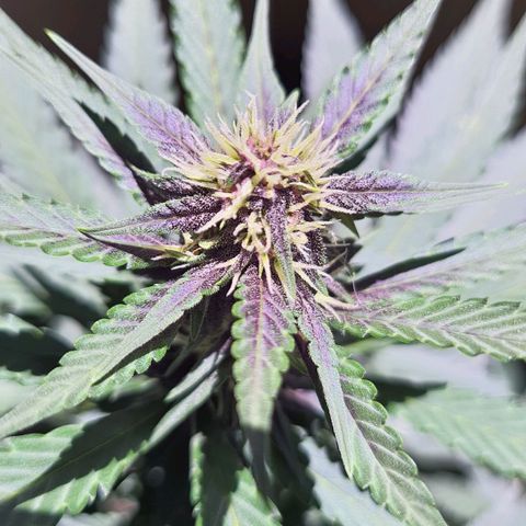 Critical Red growlog timeline photo
