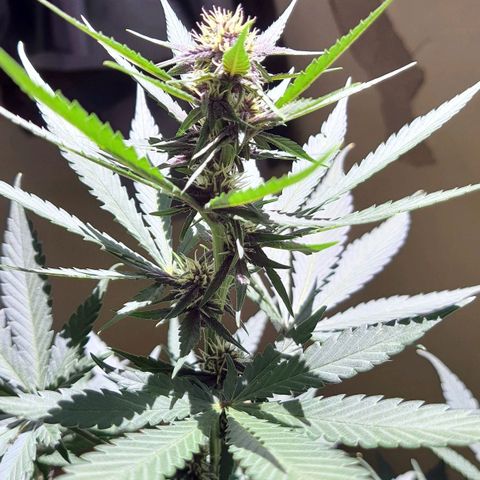 Critical Red growlog timeline photo