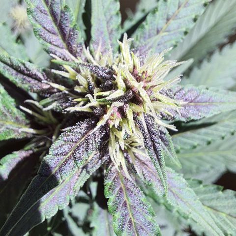 Critical Red growlog timeline photo
