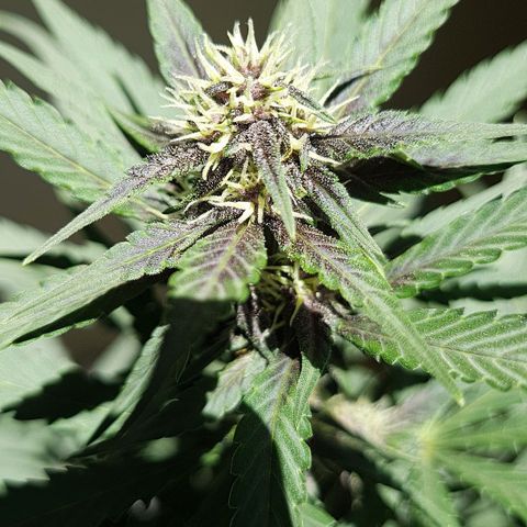 Critical Red growlog timeline photo