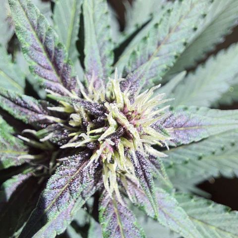 Critical Red growlog timeline photo