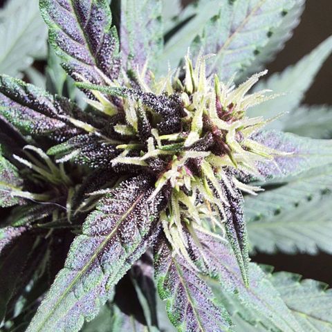 Critical Red growlog timeline photo