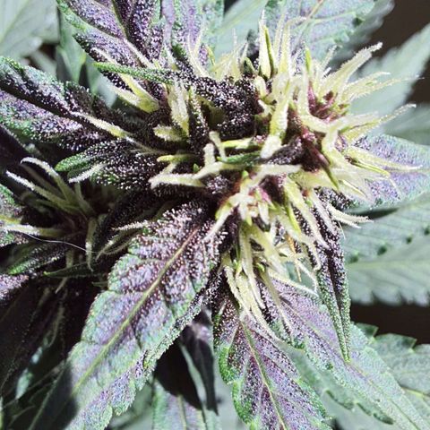 Critical Red growlog timeline photo