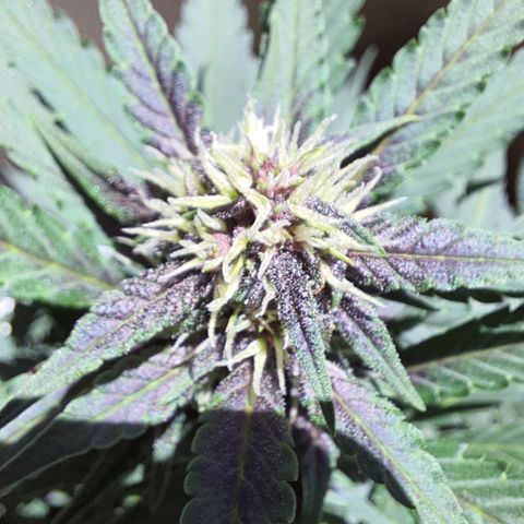 Critical Red growlog timeline photo