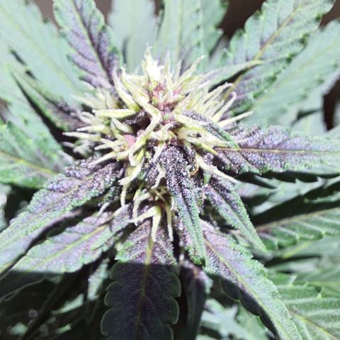 Critical Red growlog timeline photo
