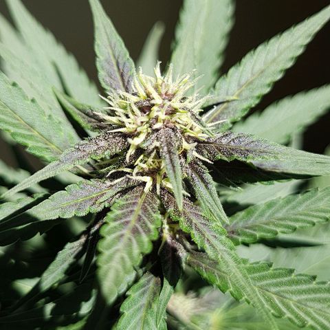 Critical Red growlog timeline photo