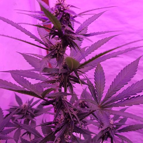 Critical Red growlog timeline photo