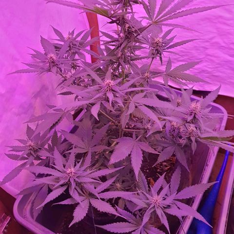 Critical Red growlog timeline photo
