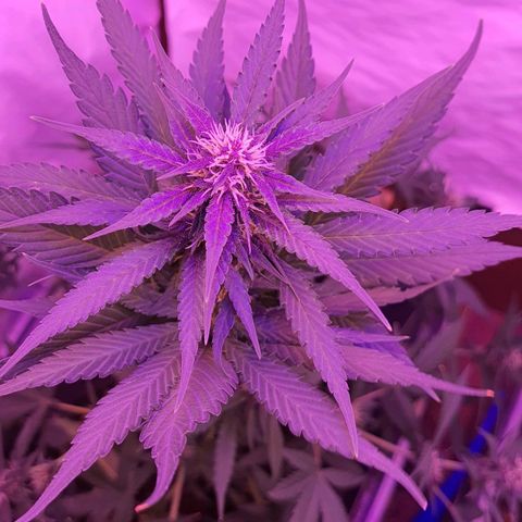 Critical Red growlog photo: Dobrei as maiores fans do topo para dentro para abrir mais luz pra baixo 