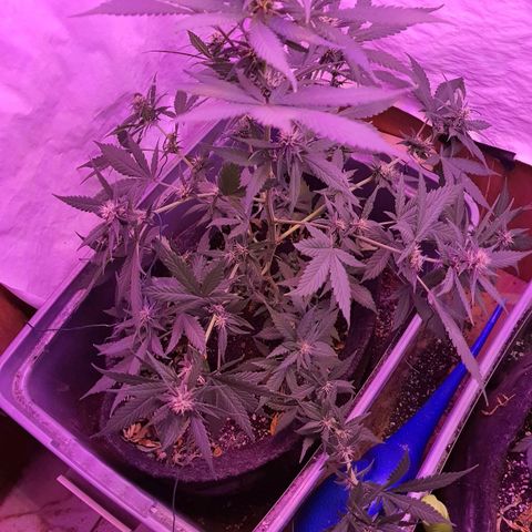 Critical Red growlog photo: Dobrei as maiores fans do topo para dentro para abrir mais luz pra baixo 