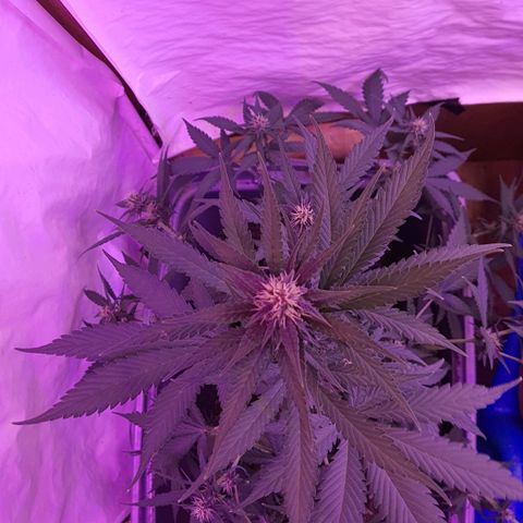 Critical Red growlog photo: Dobrei as maiores fans do topo para dentro para abrir mais luz pra baixo 