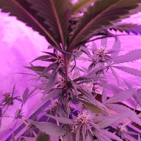 Critical Red growlog photo: Dobrei as maiores fans do topo para dentro para abrir mais luz pra baixo 