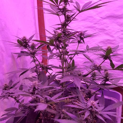 Critical Red growlog timeline photo