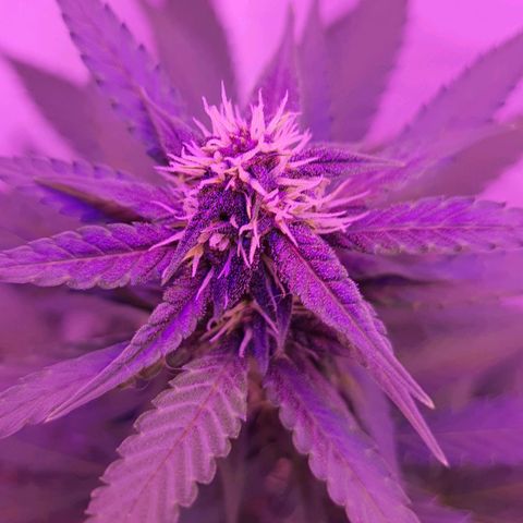 Critical Red growlog timeline photo