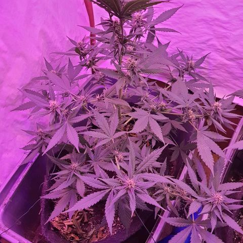 Critical Red growlog timeline photo