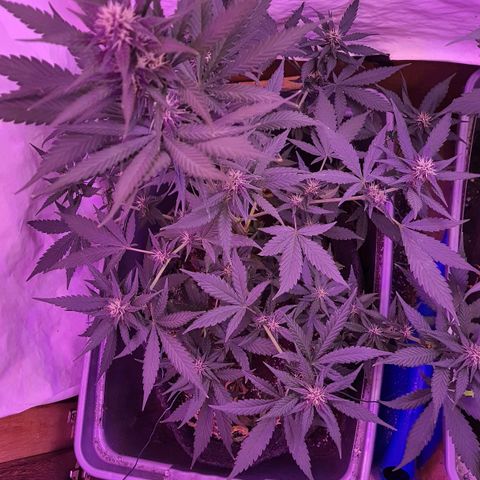 Critical Red growlog timeline photo