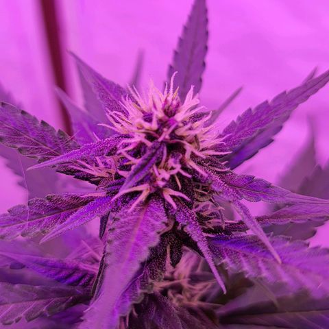 Critical Red growlog timeline photo