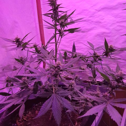 Critical Red growlog timeline photo