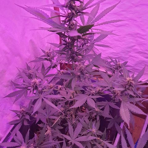 Critical Red growlog timeline photo
