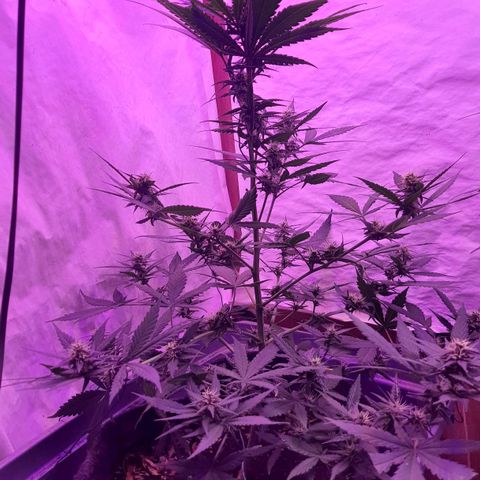 Critical Red growlog timeline photo