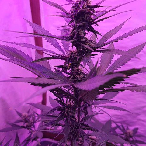 Critical Red growlog timeline photo