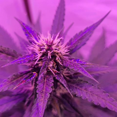Critical Red growlog timeline photo