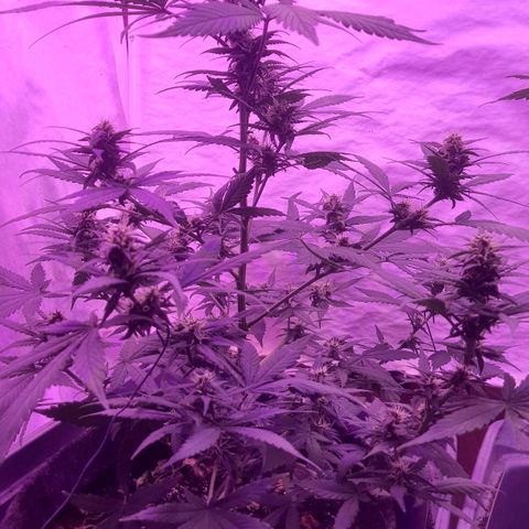 Critical Red growlog timeline photo
