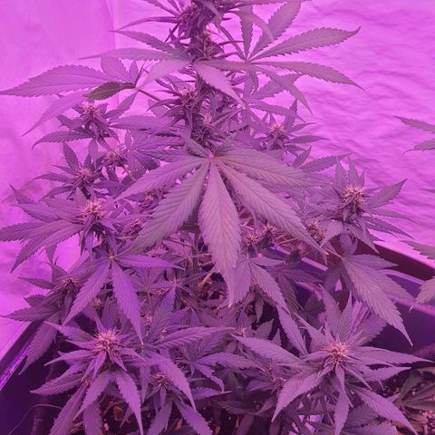 Critical Red growlog timeline photo
