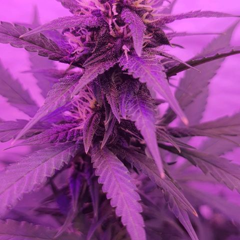 Critical Red growlog timeline photo