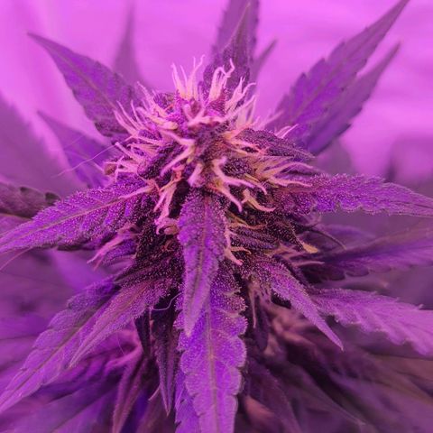 Critical Red growlog timeline photo
