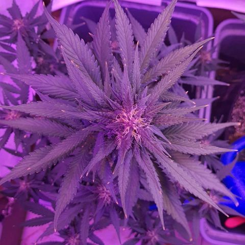 Critical Red growlog timeline photo