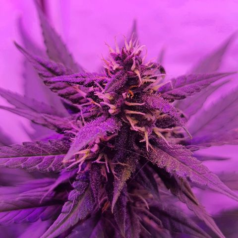 Critical Red growlog timeline photo