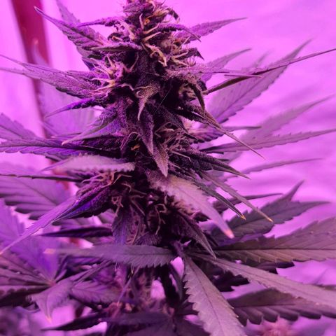 Critical Red growlog timeline photo