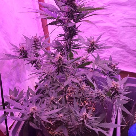 Critical Red growlog timeline photo