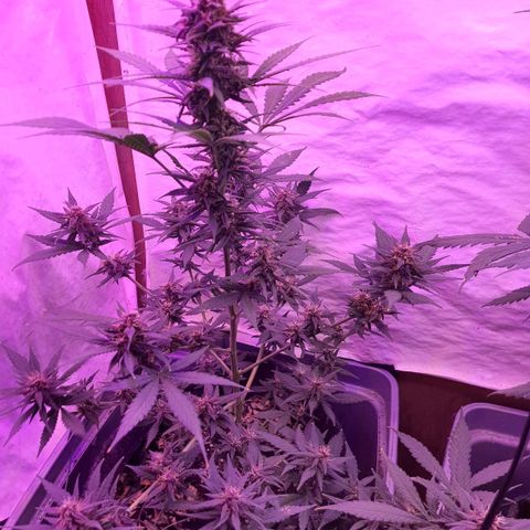 Critical Red growlog timeline photo