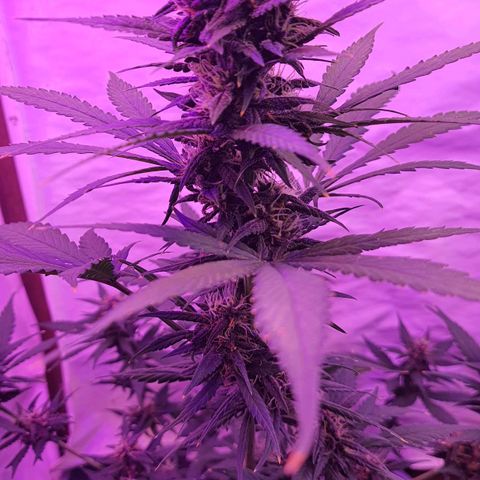 Critical Red growlog timeline photo