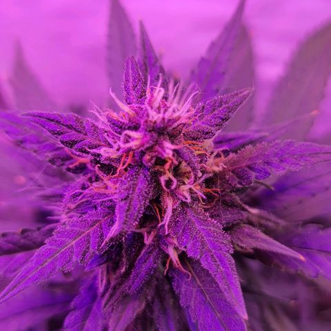 Critical Red growlog timeline photo
