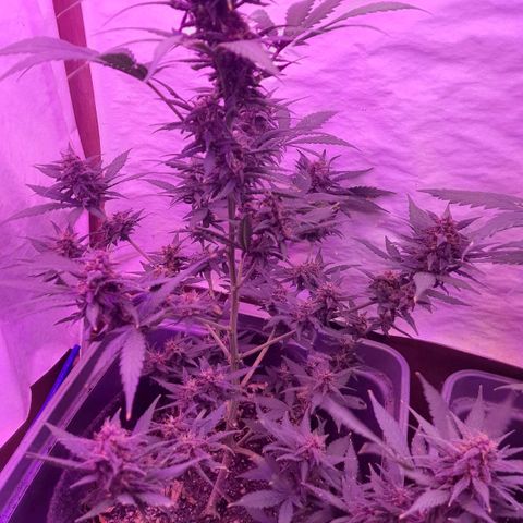 Critical Red growlog timeline photo