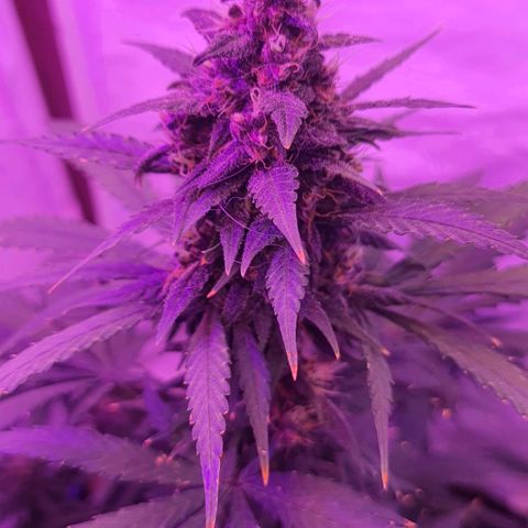 Critical Red growlog timeline photo
