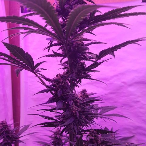 Critical Red growlog timeline photo