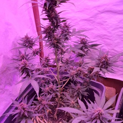 Critical Red growlog photo: Demorando mais que o previsto pela empresa. 